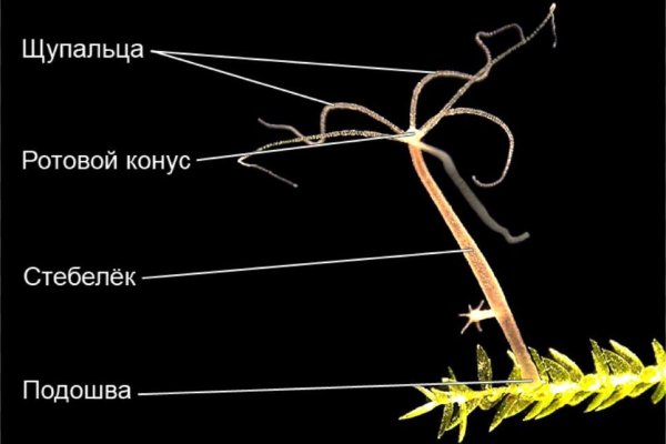 Как закинуть деньги на кракен